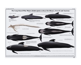 The Long–finned Pilot Whale (Globicephala melas) art print poster