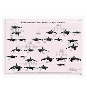 Southern Resident Killer Whales: The J-pod Matrilines