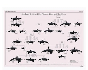 Southern Resident Killer Whales: The J–pod Matrilines