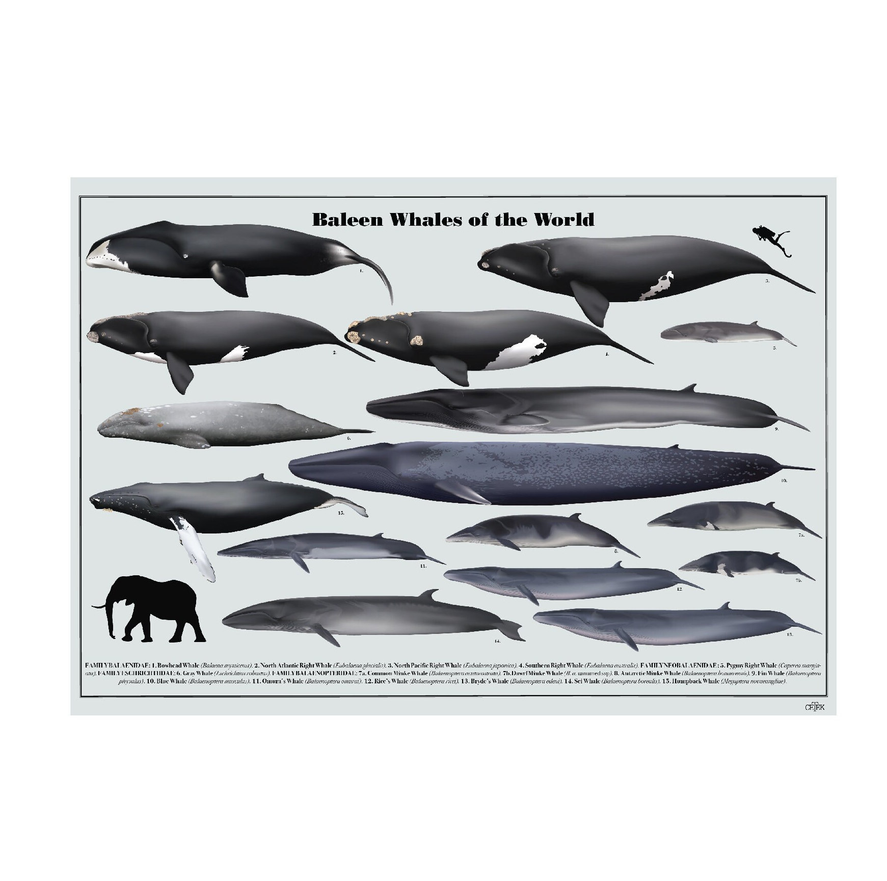 Baleen Whales of the World Poster - Etsy