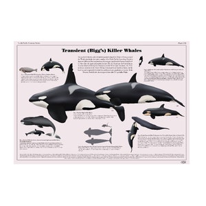 Transient (Bigg's) Killer Whales art print poster