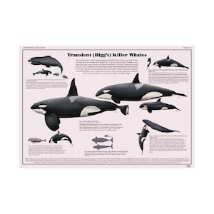 Voorbijgaande (Bigg's) orka-kunstposter
