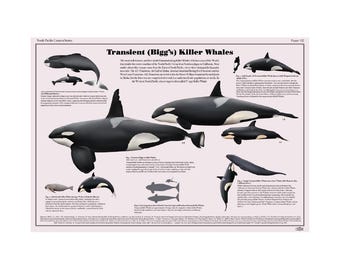 Transient (Bigg&#39;s) Killer Whales art print poster