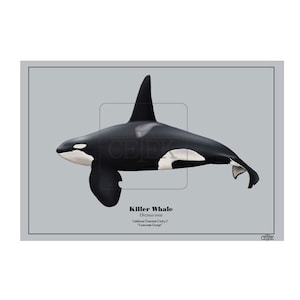 Lonesome George (Ca165) Transient (Bigg&#39;s) killer whale poster