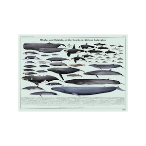 Baleines et dauphins de la sous-région d'Afrique australe