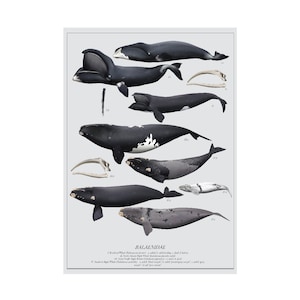 Balaenidae kunstprintposter