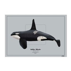 Ruffles (J1) Southern Resident orca art print