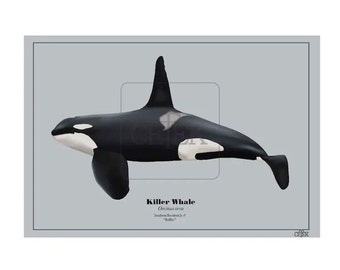 Ruffles (J1) Southern Resident orca art print