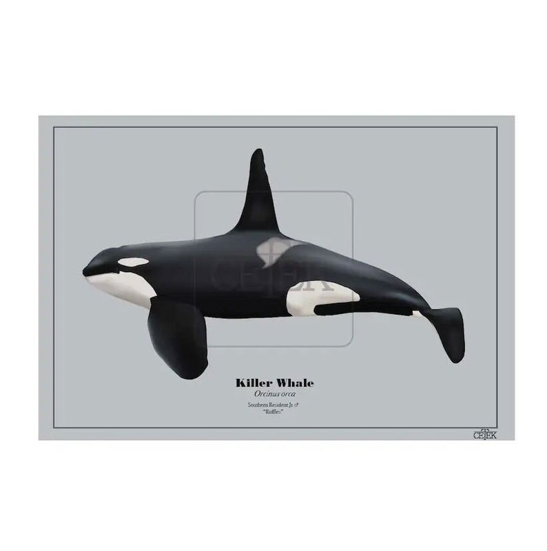 Ruffles (J1) Southern Resident Orca Art Print - Etsy