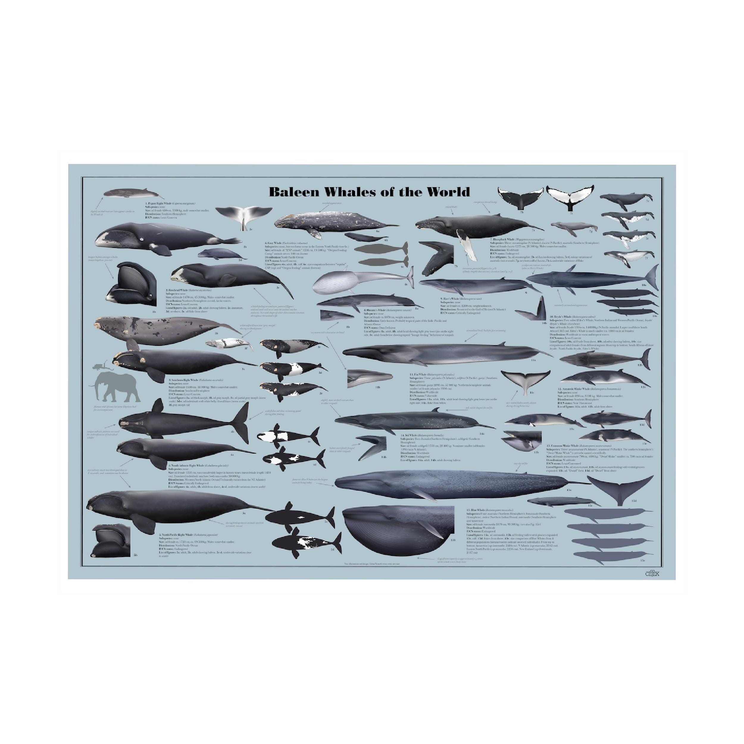 Baleen Whales of the World (expanded) Poster - Etsy
