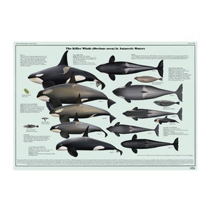 The Killer Whale (Orcinus orca) in Antarctic Waters art print poster
