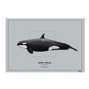 White Gladis (Gladis Alba) Iberian killer whale poster