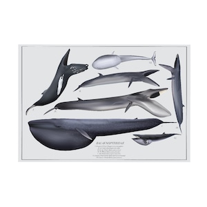 ナガスクジラ科（ナガスクジラ）のアートプリントポスター