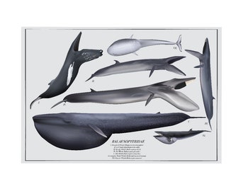 Balaenopteridae (Rorquals) Kunstdruck Poster