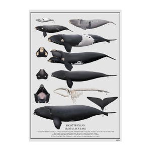 Glattwale (Eubalaena sp) Kunstdruck Poster