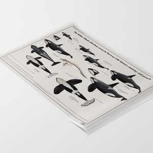 The Killer Whale orcinus Orca in Norway: Life History, Anatomy and ...