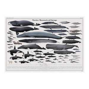 Póster artístico de mamíferos marinos de Europa