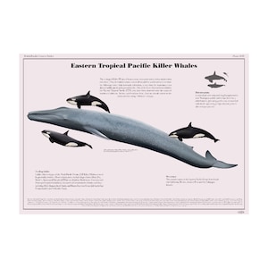 Póster impreso del arte de las orcas del Pacífico tropical oriental