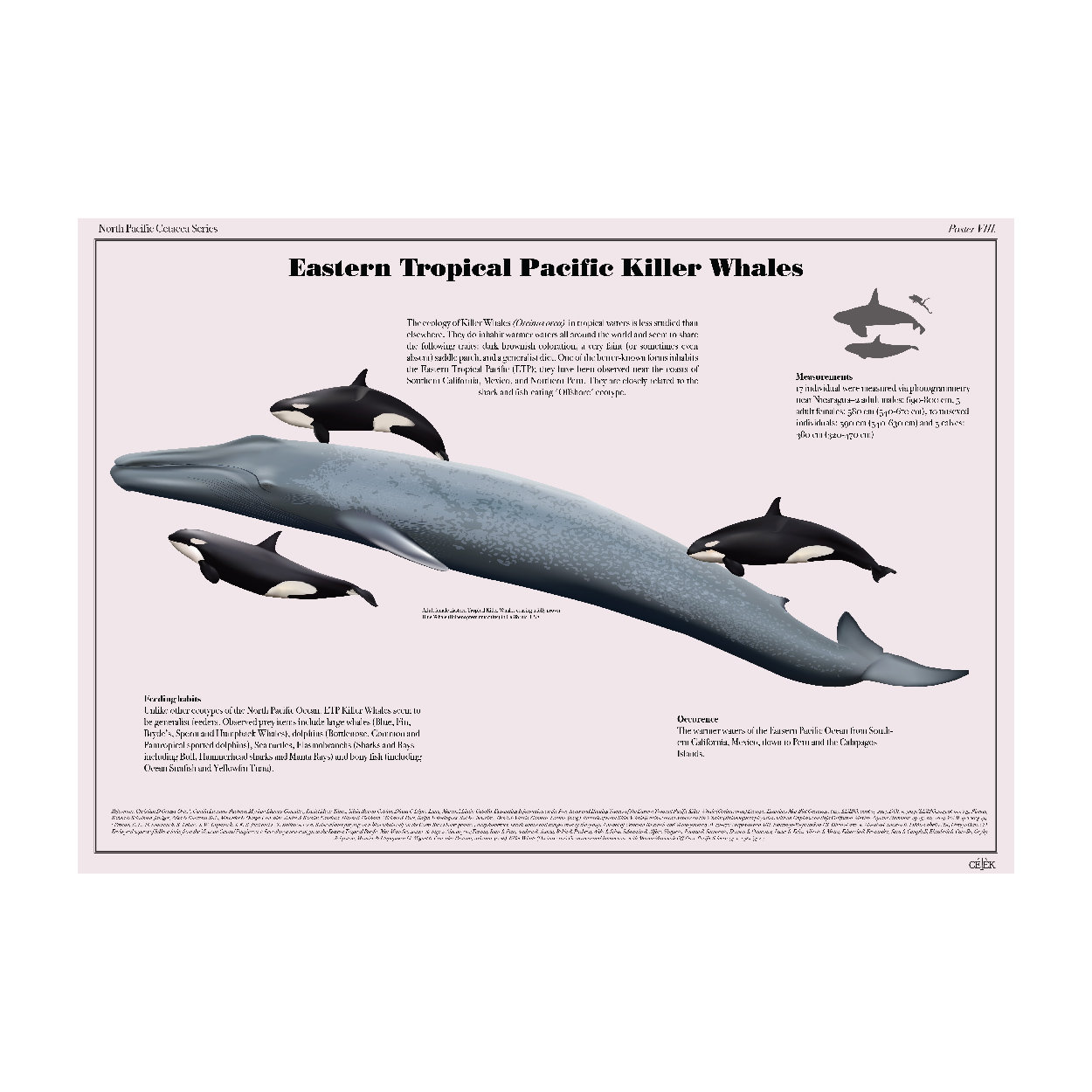 Eastern Tropical Pacific Killer Whales Art Print Poster - Etsy