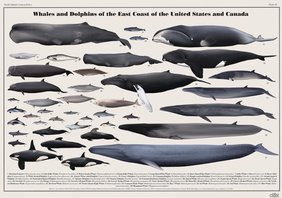 3411 外国切手 アメリカ 1990年 海の生物 イルカ 鯨 等 田型 3411 外国切手 アメリカ 1990年 海の生物 イルカ 鯨 等 田型