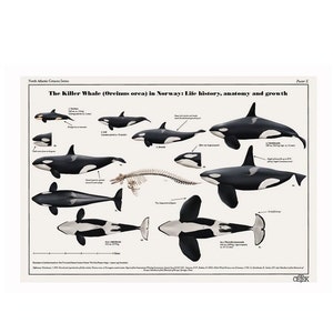 The Killer Whale (Orcinus orca) in Norway: Life History, Anatomy and Growth art print poster