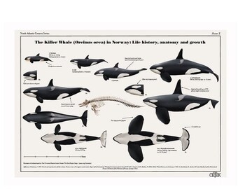 The Killer Whale (Orcinus orca) in Norway: Life History, Anatomy and Growth art print poster