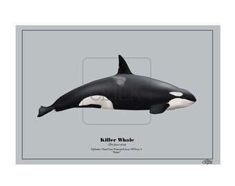 &quot;Emma California/Outer Coast Transientes Killerwal Poster &quot;&quot;Kalifornien&quot;&quot;.&quot;