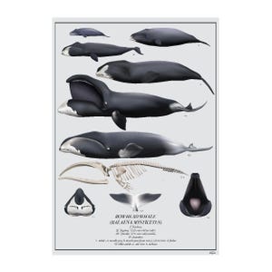 May include: An educational print featuring detailed illustrations of the Bowhead Whale (Balaena mysticetus). The print shows various stages of the whale's life cycle, along with a skeletal diagram and anatomical details. The whales are depicted in shades of black and gray.