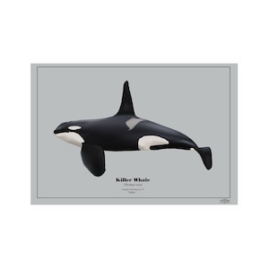 Southern Resident Killer Whale J1 (