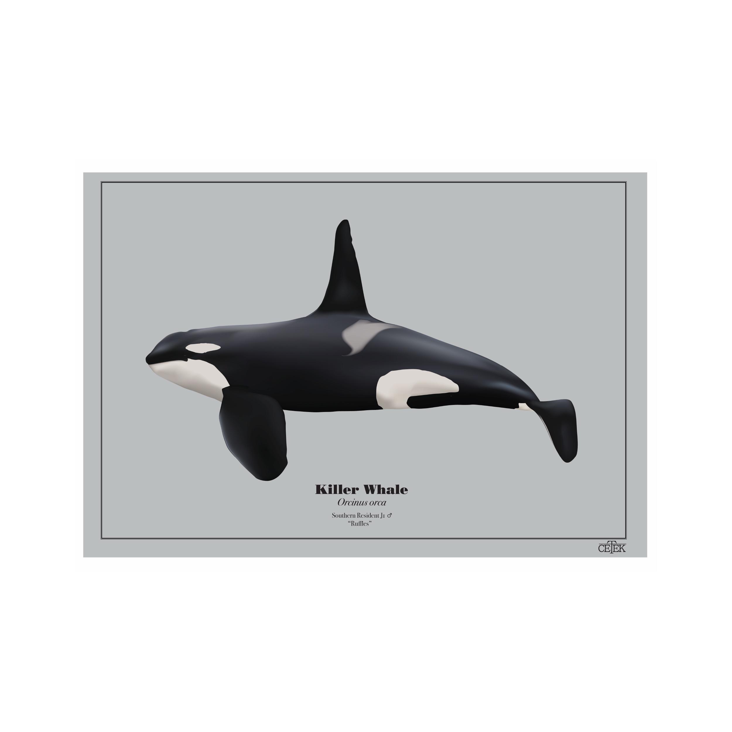 Southern Resident Killer Whale J1 (