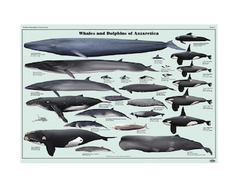 南極のクジラとイルカ - Etsy 日本