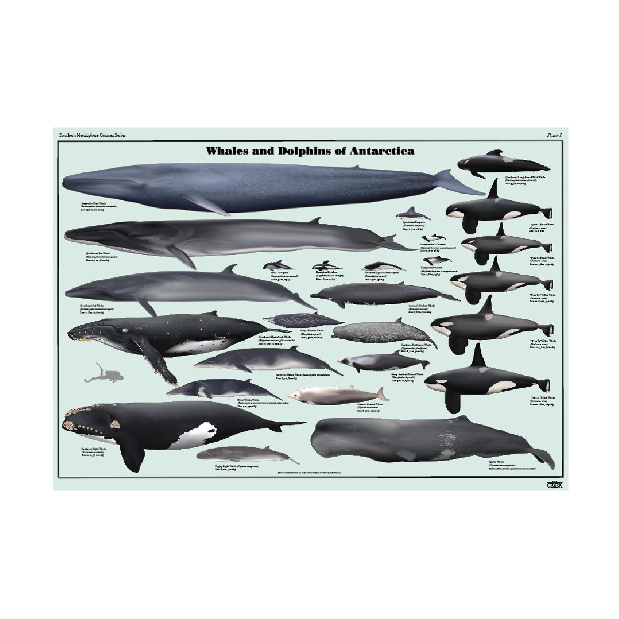 南極のクジラとイルカ - Etsy 日本