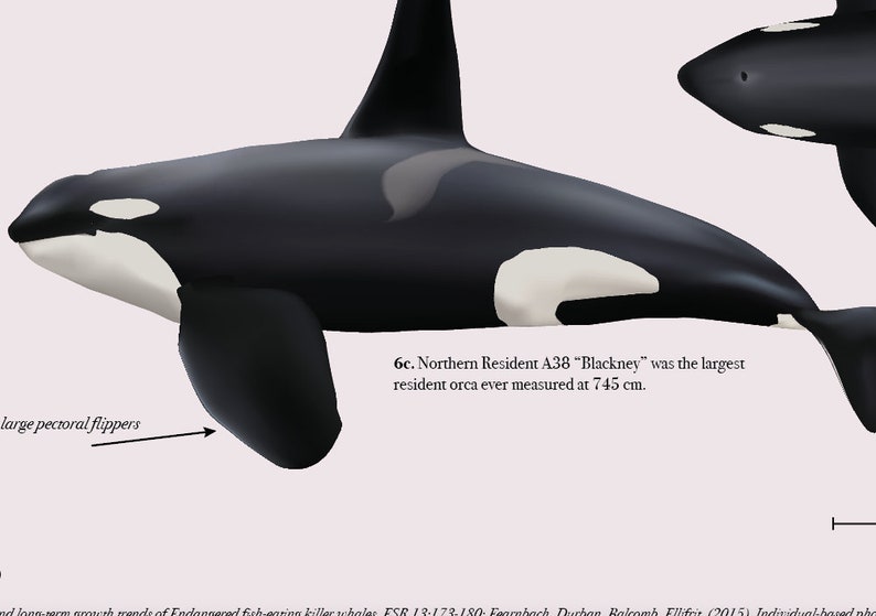 Resident Killer Whales Orcinus orca of the Pacific Northwest: Life history, Anatomy and Growth image 4