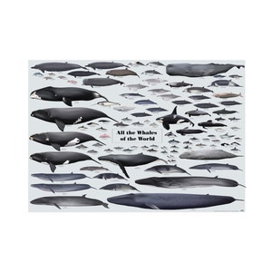 Cartel de descarga digital de Todas las Ballenas del Mundo