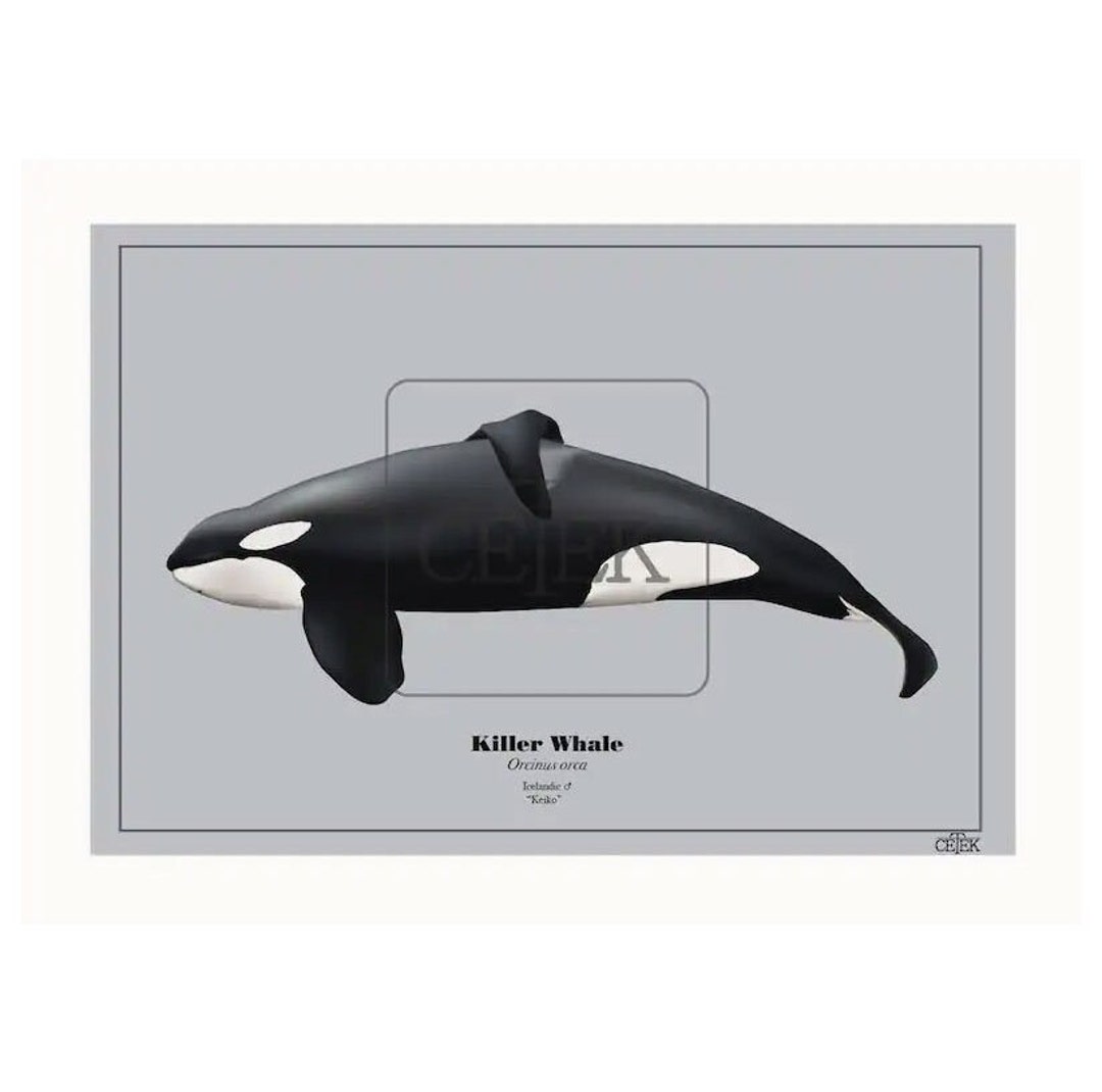 Keiko Icelandic Orca Art Print - Etsy