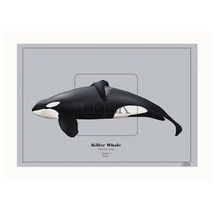 Keiko Icelandic orca art print