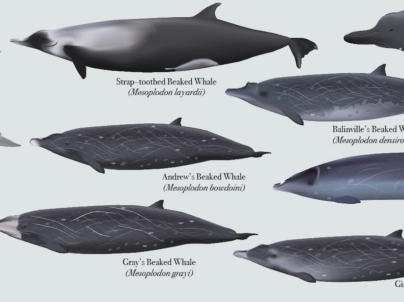 Beaked Whales of the World Poster - Etsy