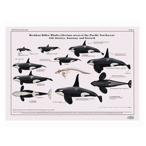 Resident orka's (Orcinus-orka) in de Pacific Northwest: levensgeschiedenis, anatomie en groei