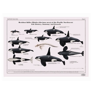 Art print poster of Resident Killer Whales (Orcinus orca) showing their anatomy, morphology, size and growth with pictures of adult males, females, juveniles and calf.