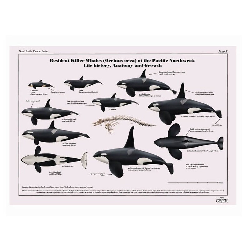 Art print poster of Resident Killer Whales (Orcinus orca) showing their anatomy, morphology, size and growth with pictures of adult males, females, juveniles and calf.