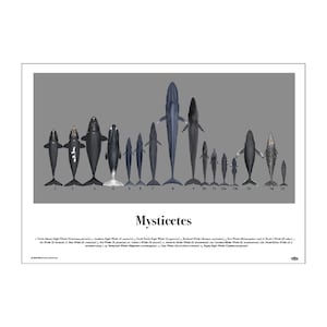 Mysticetes (baleinwalvissen) kunstposter