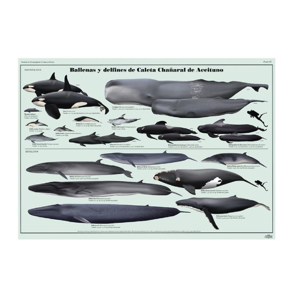 Ballenas y delfines de Caleta Chanaral de Aceituno