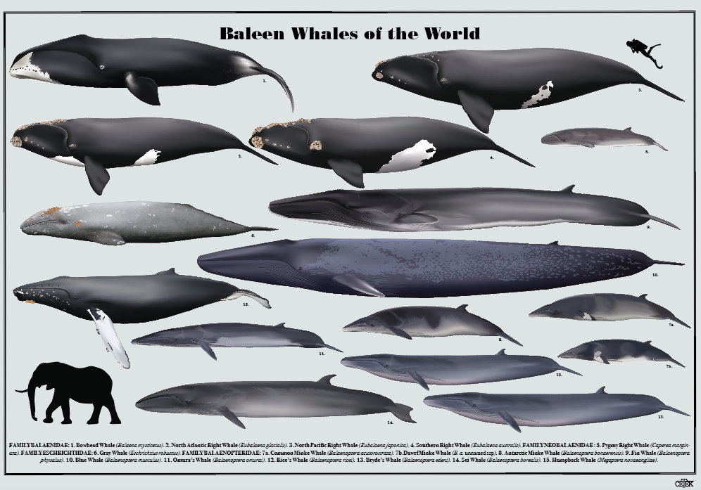 Baleen Whales of the World Poster - Etsy