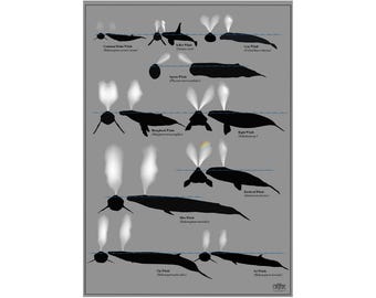 Wale und ihre Blasen Kunstdruck Poster