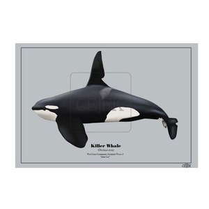 John Coe West Coast Community orca art print