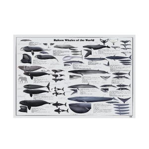 Baleen Whales of the World digital download poster