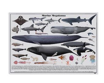 Marine Megafauna digital download poster