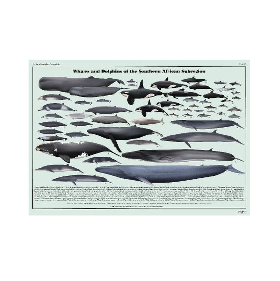 Whales and Dolphins of Southern Africa Digital Download Poster - Etsy