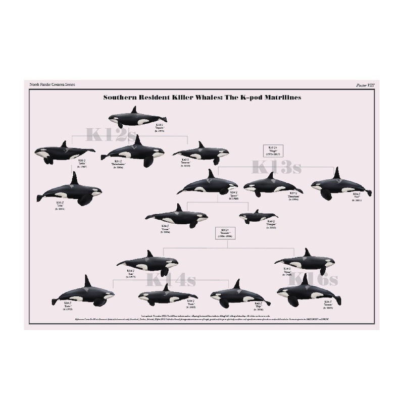 Southern Resident Killer Whales: the K-pod Matrilines - Etsy