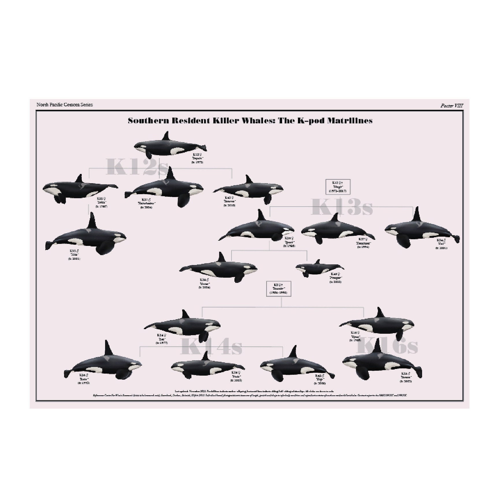 Southern Resident Killer Whales: The K–pod Matrilines